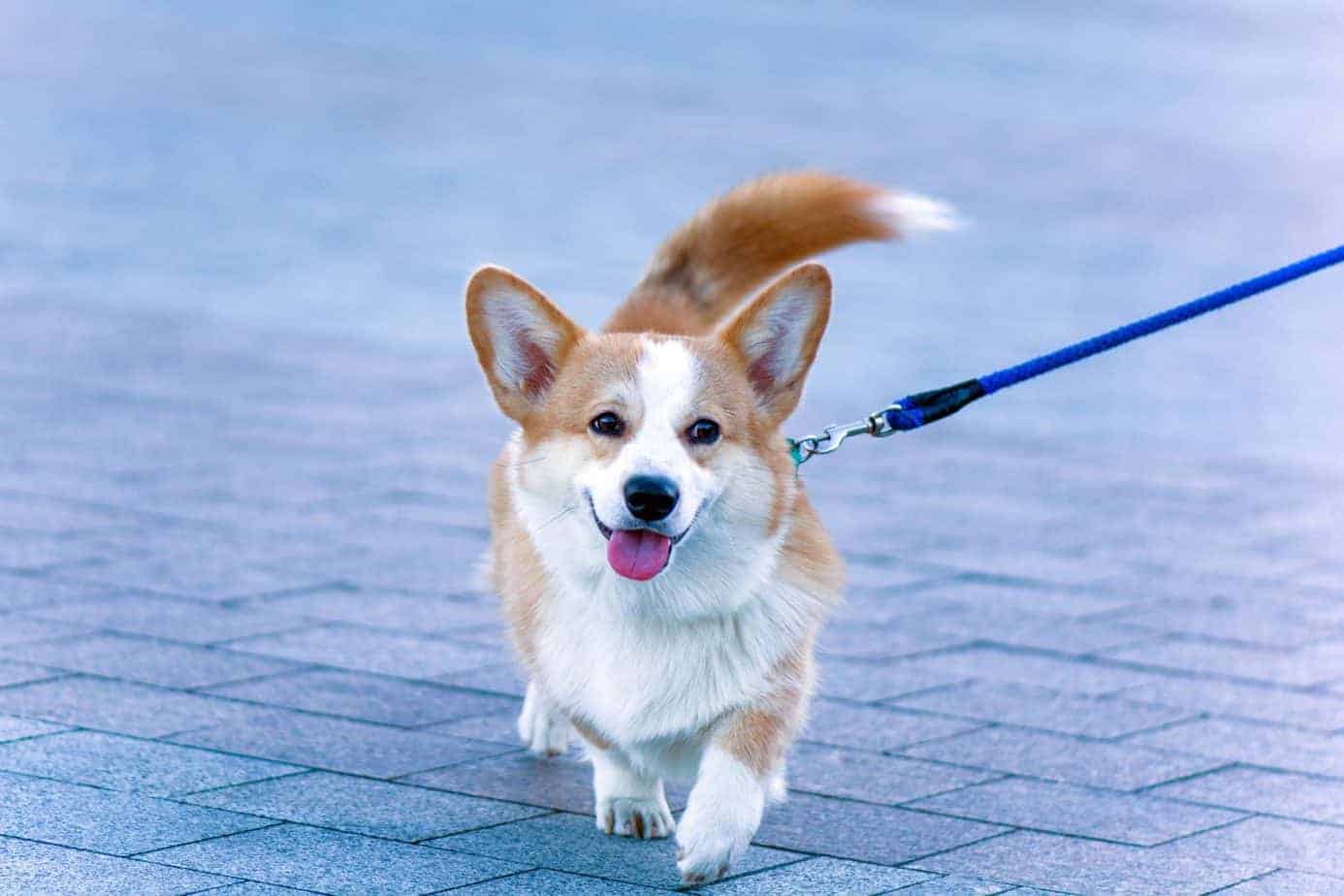 How Much Should You Walk Your Dog Per Day