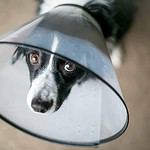 Sad border collie wears an Elizabethan or e-collar. To avoid using an e-collar, use alternative methods to stop dog licking wound like a onesie, bitter apple, bandages, or barriers.