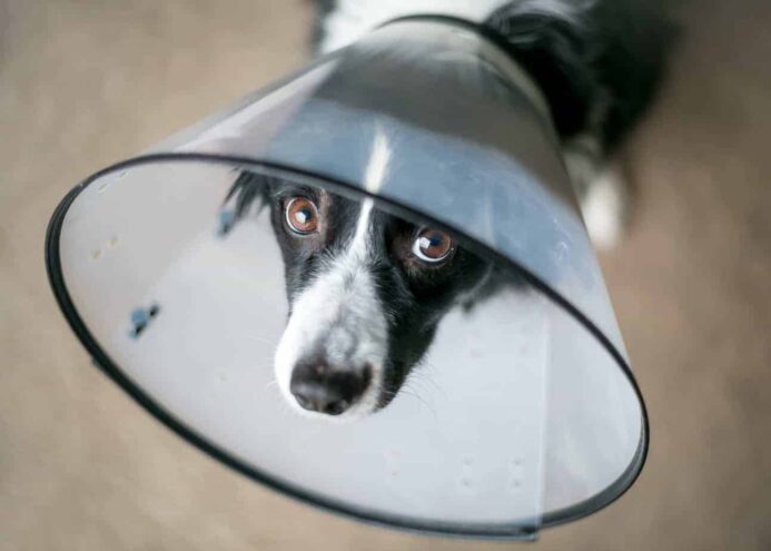 Sad border collie wears an Elizabethan or e-collar to stop dog licking wound.