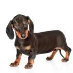 Dachshunds are among the most obese dog breeds.