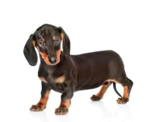 Dachshunds are among the most obese dog breeds.