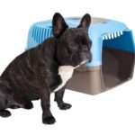 French bulldog with crate. Take advantage of your older dog's calm demeanor to crate train an older dog. He now trusts you, so it should be easier for you to introduce a new routine.