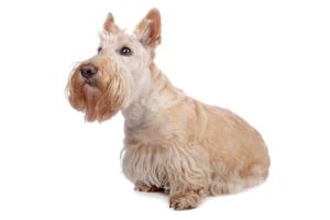 The Scottish Terrier is among the most common obese dog breeds