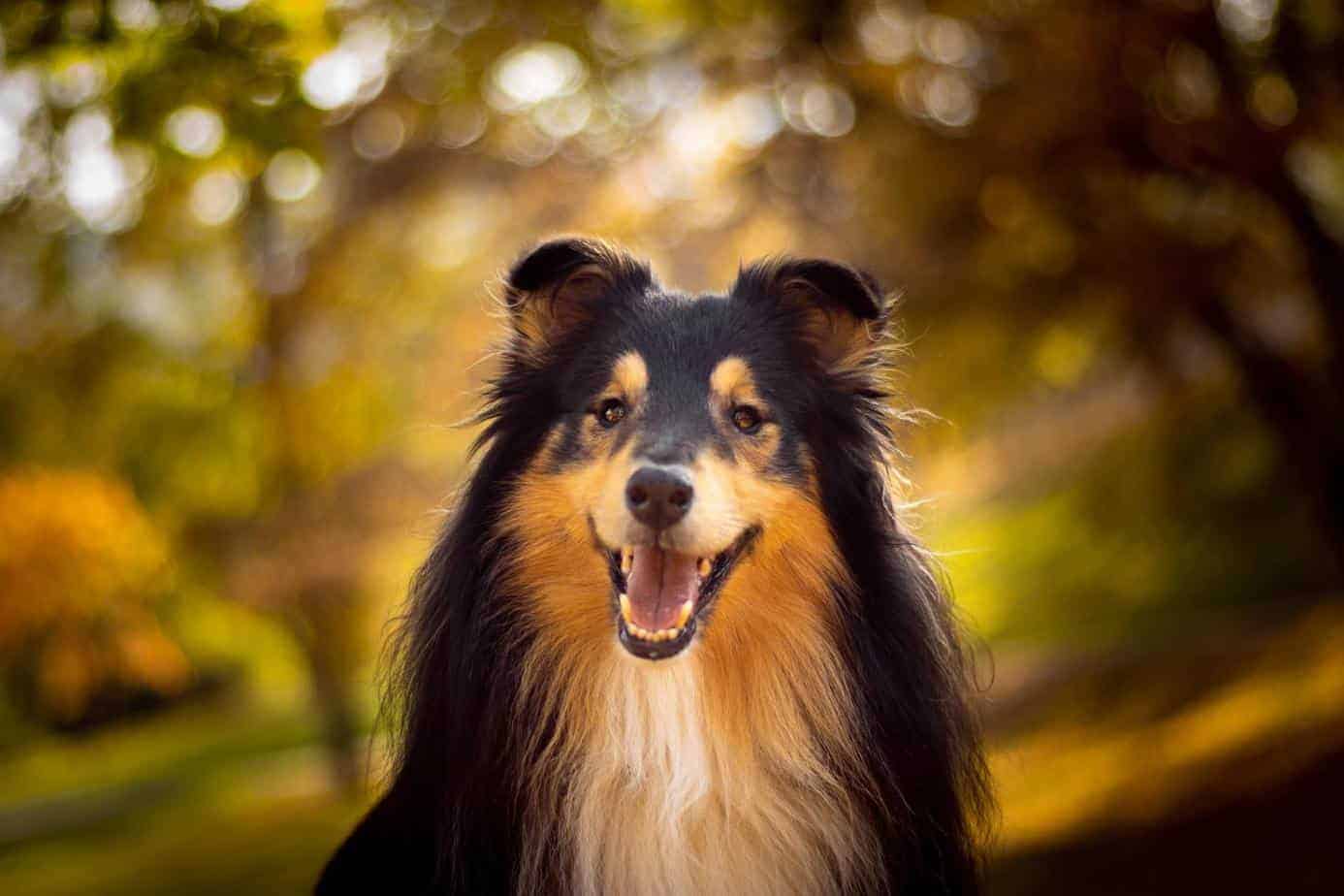Collie: Smart, loyal, and easy-going
