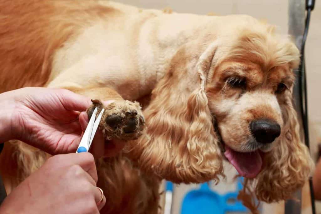 Cocker Spaniel gets its nails trimmed. Due to their long silky ears and soft coats, Cocker Spaniels require serious grooming. 