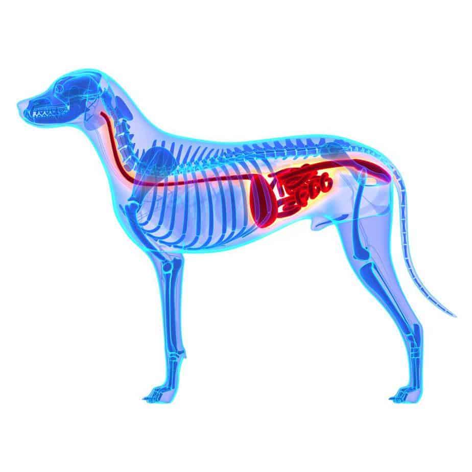 graphic illustrates canine digestive system