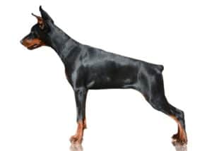 Doberman pinschers are natural guard dogs that will stand up and defend his "pack" if threatened with attack and are one of the most popular protective dog breeds.