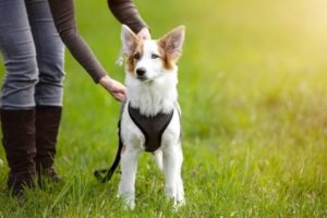 Woman adjusts dog harness. Harness training will give you better control of your dog and reduces the risk of neck injuries. But training your dog requires patience.