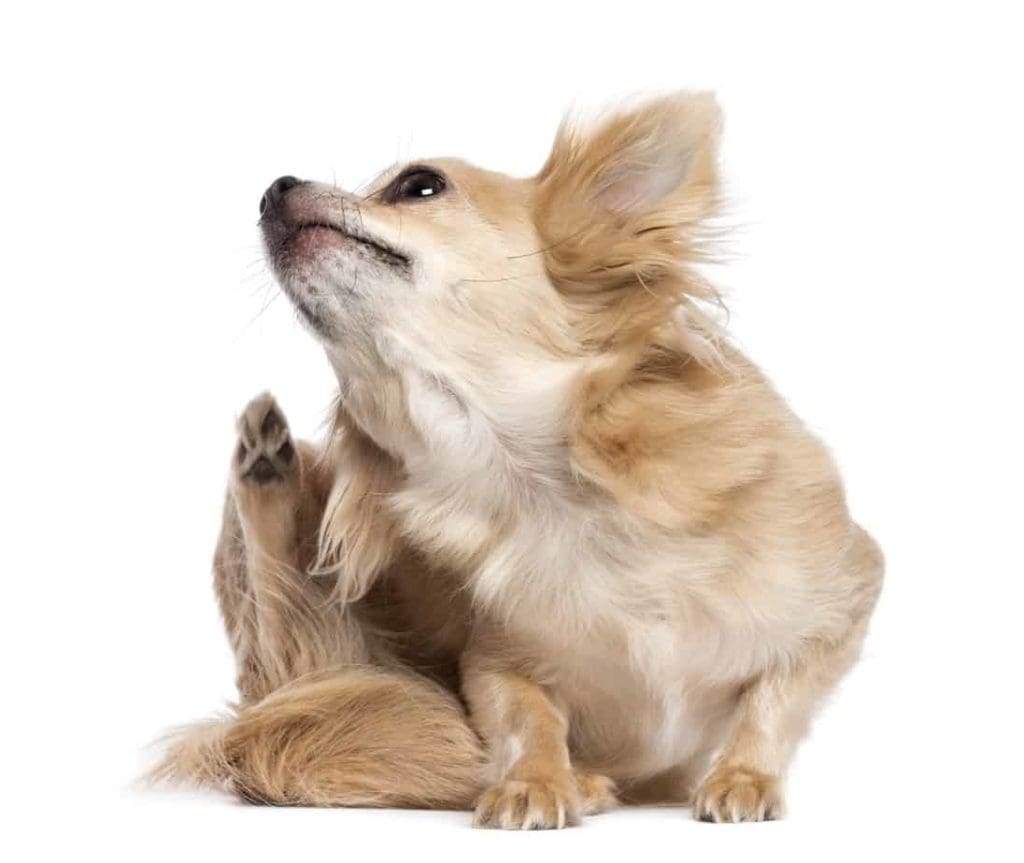 Chihuahua scratches dry skin. If you notice that your dog has skin problems, you need to take action immediately. Some skin problems are not deadly, but if left untreated can be severe.