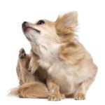 Chihuahua scratches dry skin. If you notice that your dog has skin problems, you need to take action immediately. Some skin problems are not deadly, but if left untreated can be severe.