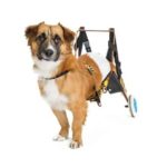 Make simple modifications to help your pet using a dog wheelchair.
