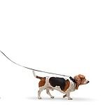 Teen walks basset hound. Dogs benefit teen health by reducing depression, helping prevent allergies, encouraging physical activity, and reducing stress and blood pressure.