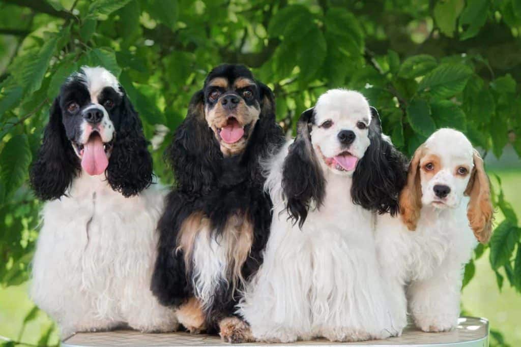 Group of Cocker Spaniel dogs