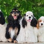 Group of Cocker Spaniel dogs