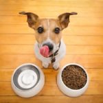 Jack Russell Terrier happy about his dog food. Adding canine probiotics can help ease your dog's digestive issues.