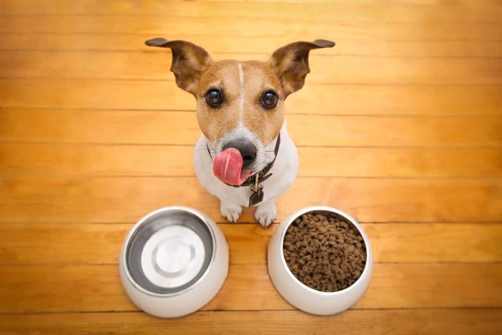 Jack Russell Terrier happy about his dog food. Adding canine probiotics can help ease your dog's digestive issues. 