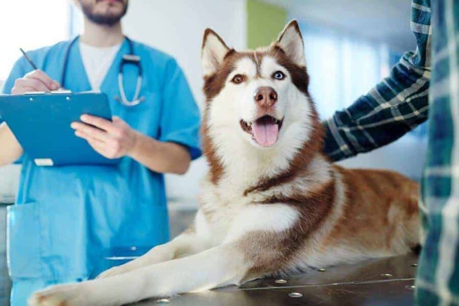 Husky visits vet. Canine probiotics can help ease digestive issues.