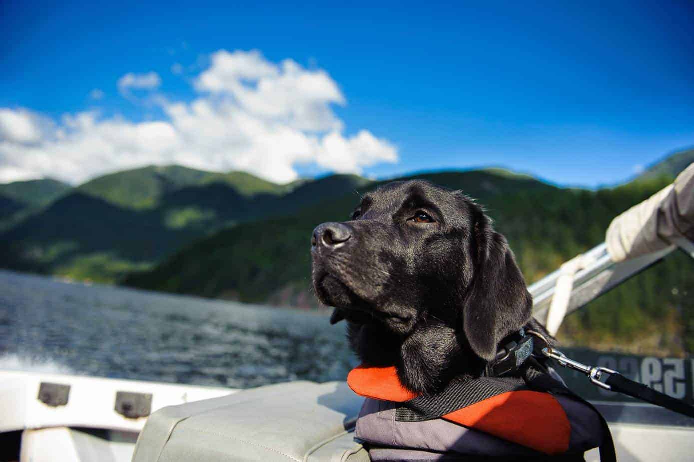 Black Labrador Retriever hangs out on a boat deck wearing a life jacket. Use dog boat safety tips to keep your pup safe and secure. Use life jackets, follow all dog laws, and provide a safe space for your dog to relax onboard.