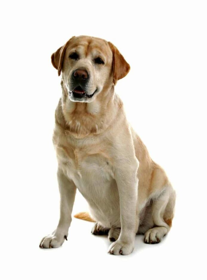 Labrador Retriever vs. Golden Retriever: The difference is the coat