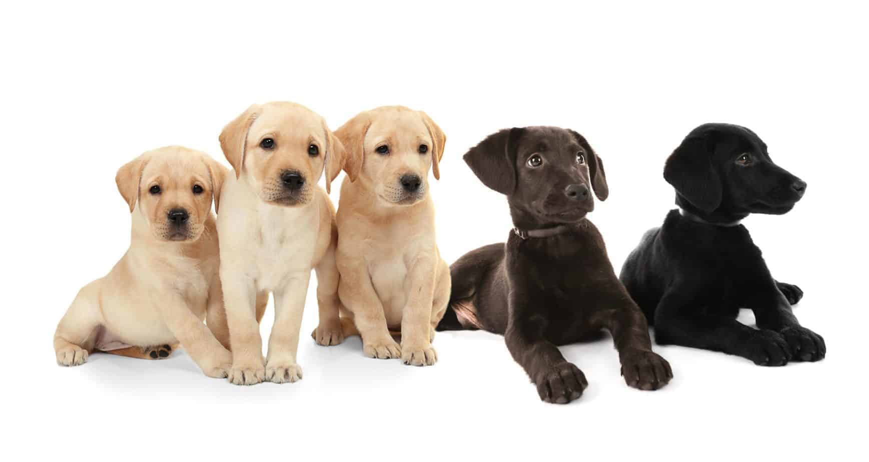 Labrador Retriever: Easy to train dogs good for first-time owners