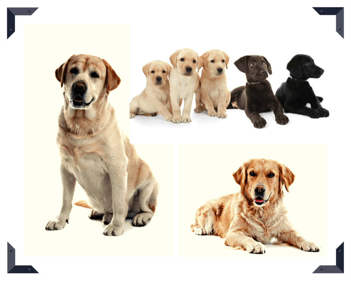 Labrador Retriever vs. Golden Retriever: The difference is the coat