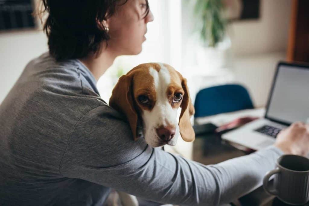 Quarantine with your dog: Woman holds beagle on her lap while typing on a computer.