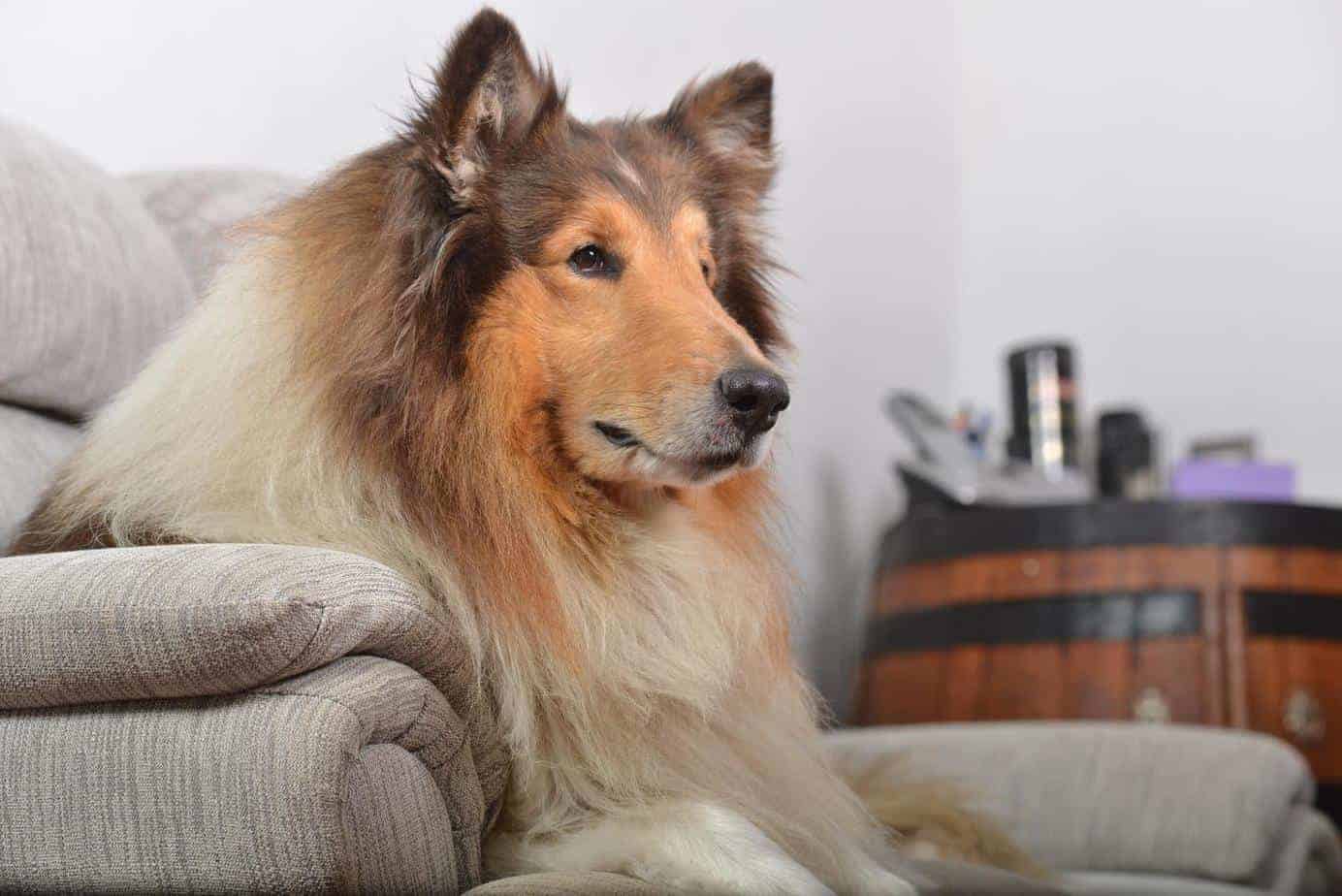 rough collie dogs