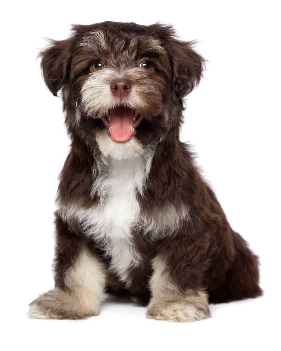Chocolate Havanese Puppy Giving your dog his best life isn’t always doing things that your dog will approve of. Sometimes it means doing what's best like making a lazy dog exercise.