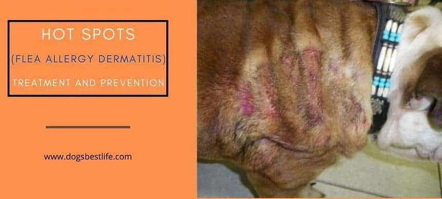 Flea Allergy Dermatitis Caused If Your Dog Is Allergic To Flea Saliva