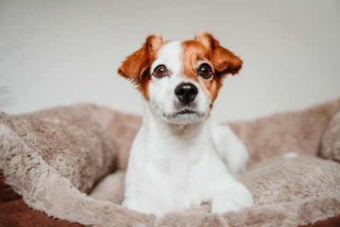 Jack Russell terrier sits in dog bed. When buying a dog bed consider your dog's weight when choosing the right size.