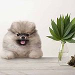 Smiling Pomeranian in an illustrative photo about the benefits of CBD oil for dogs. CBD oil is beneficial for your dogs, but it's best if you consult your veterinarian before letting your furry friends use the product.