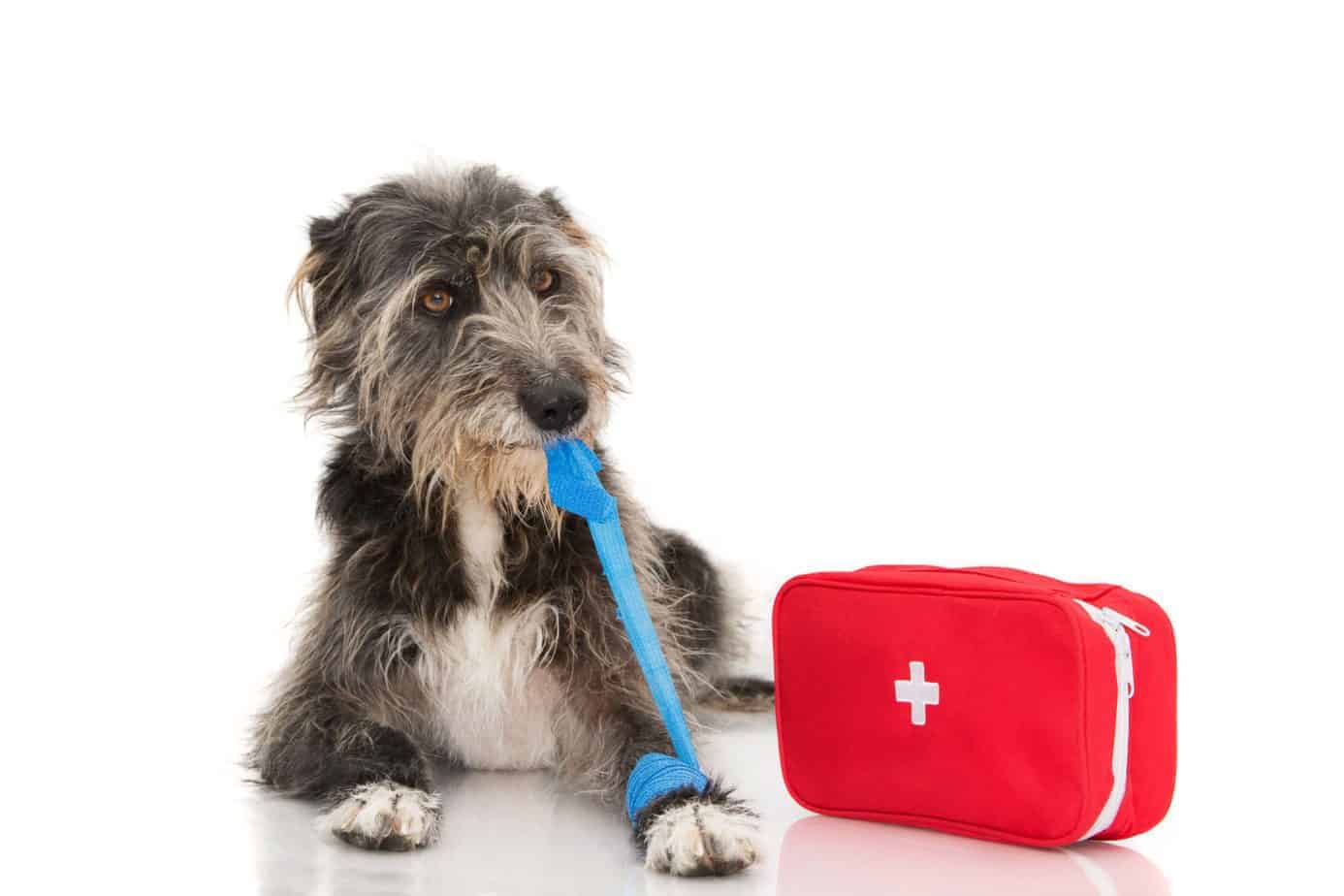 Pet first aid: Keep emergency supplies on hand to keep dogs healthy