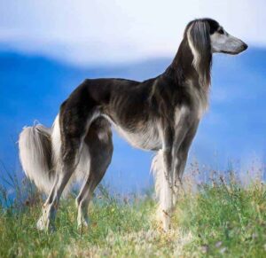 The Saluki dates back to the roots of Egyptian culture around 2100 BC and is widely found in depictions from many cultures around the world.