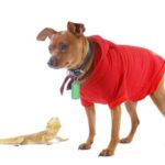 Bearded dragon with dog. To add unique pets to your house, focus on training your dog, take time to introduce them, and use separate rooms to keep both pets safe.