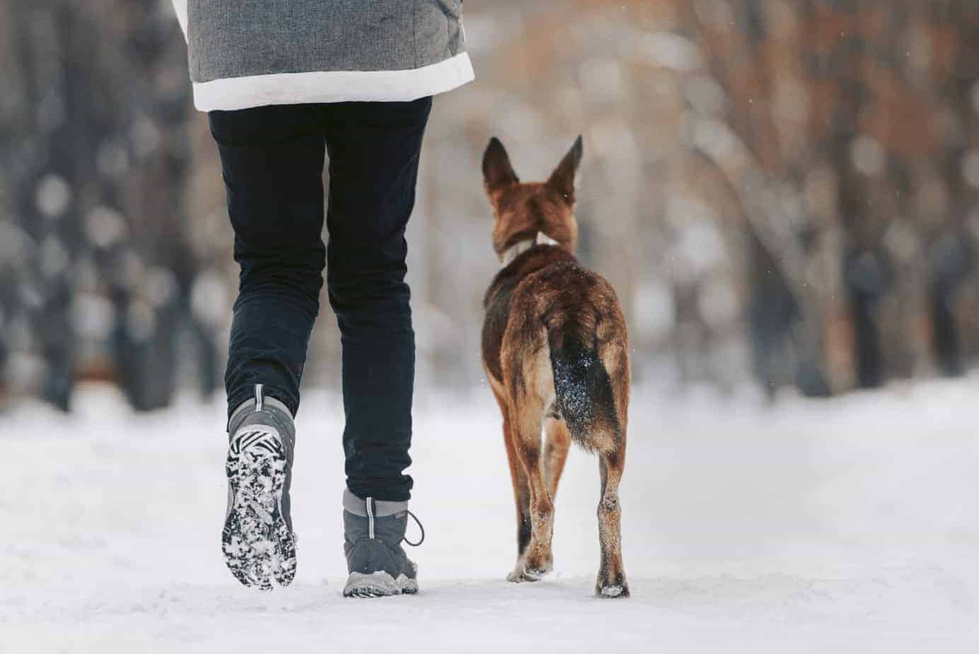 Woman walks with German Shepherd off-leash. To successfully walk off-leash, your dog needs to want to be with you. Use praise and treats to encourage your dog to follow commands and stay by your side.