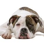American bulldog on white background. Both the American and English Bulldog have massive heads with a wrinkled face featuring a pushed-in nose and undershot jaw. The dogs have a small pelvis and a distinctive "screw" tail. The major difference is American bulldogs have longer legs and are considered more athletic than their English cousins. 