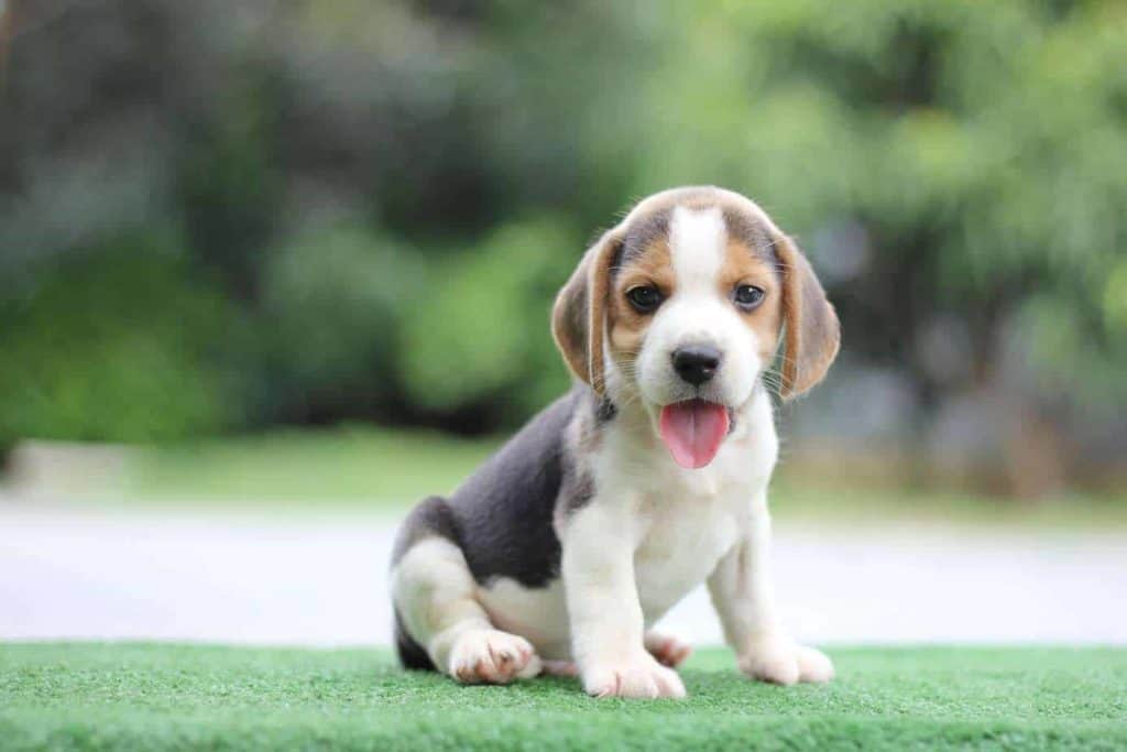 Beagle puppy sticks out its tongue. The Beagle is ruled by scent and will ignore anything (even training and food) for a really good sniff. This fun-loving dog makes a wonderful family pet.