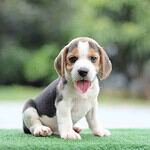 Beagle puppy sticks out its tongue. The Beagle is ruled by scent and will ignore anything (even training and food) for a really good sniff. This fun-loving dog makes a wonderful family pet.