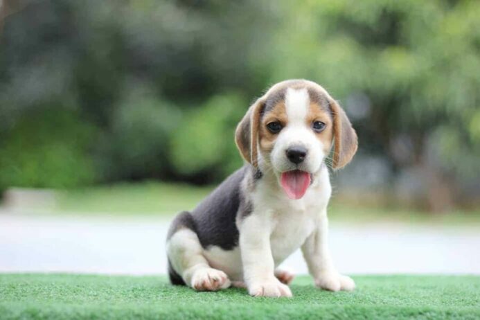 Beagle puppy sticks out its tongue. 