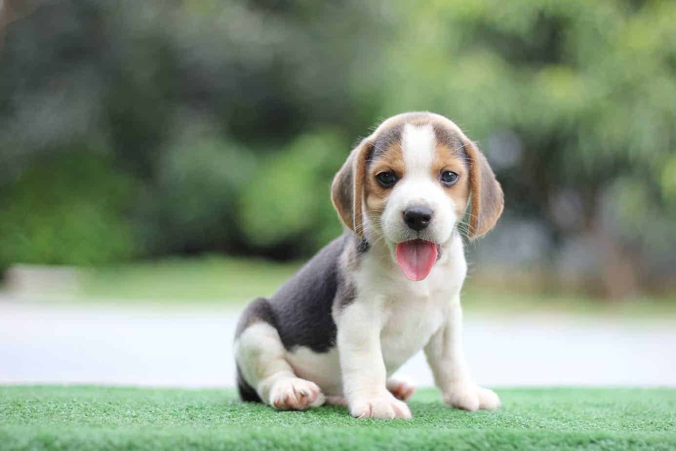 Beagle Dogs - What's Good and Bad About 'Em - Puppies Club