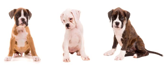 Boxer puppies in three colors: tan, white, and chocolate.