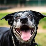 Happy old dog plays at the park. CBD oil for pets helps with ailments from arthritic pain and anxiety to calming a jittery or over-excited pup. It also helps dogs get better sleep.