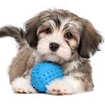 Cute Havanese puppy with blue ball. Dog owners use DNA test to determine their dog's breed and find health issues.