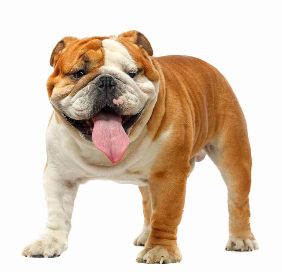 English bulldog on white background. The Bulldog is a massive yet compact dog of dignified stature, with a fierce expression that belies the breed's kind and affectionate nature.