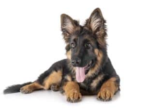 German shepherd puppy with tongue hanging out.