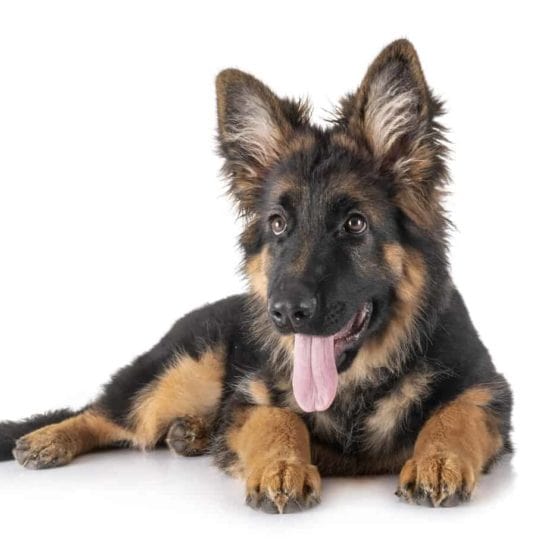 German Shepherd Dog: Intelligent, loyal, and versatile