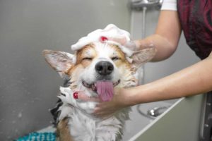 Groomer gives a Corgi a bath. Weigh the pros and cons before deciding whether to do dog grooming at home or take your dog to see a professional groomer.
