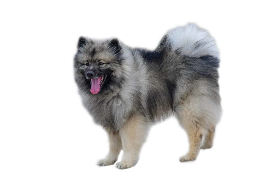 The Keeshond is easily recognizable for its dense coat, the curled up to the back tail, and a mask that covers part of its face and sometimes forms a collar around the neck.