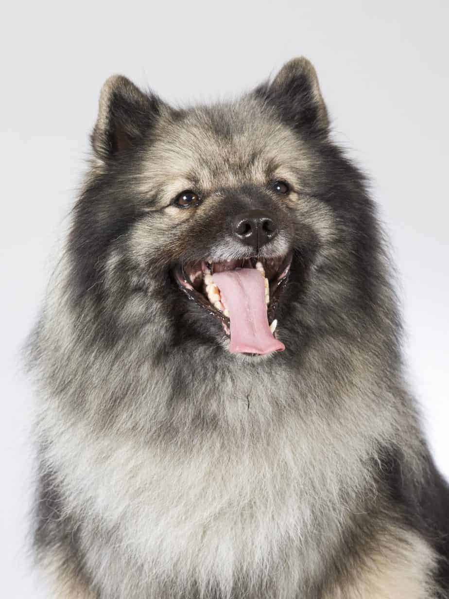 How Much Is A Keeshond Dog