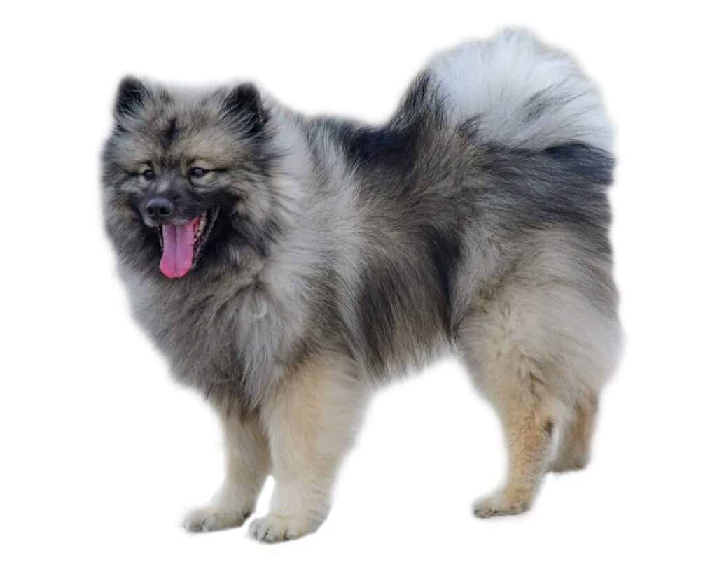 The Keeshond is easily recognizable for its dense coat, the curled up to the back tail, and a mask that covers part of its face and sometimes forms a collar around the neck.